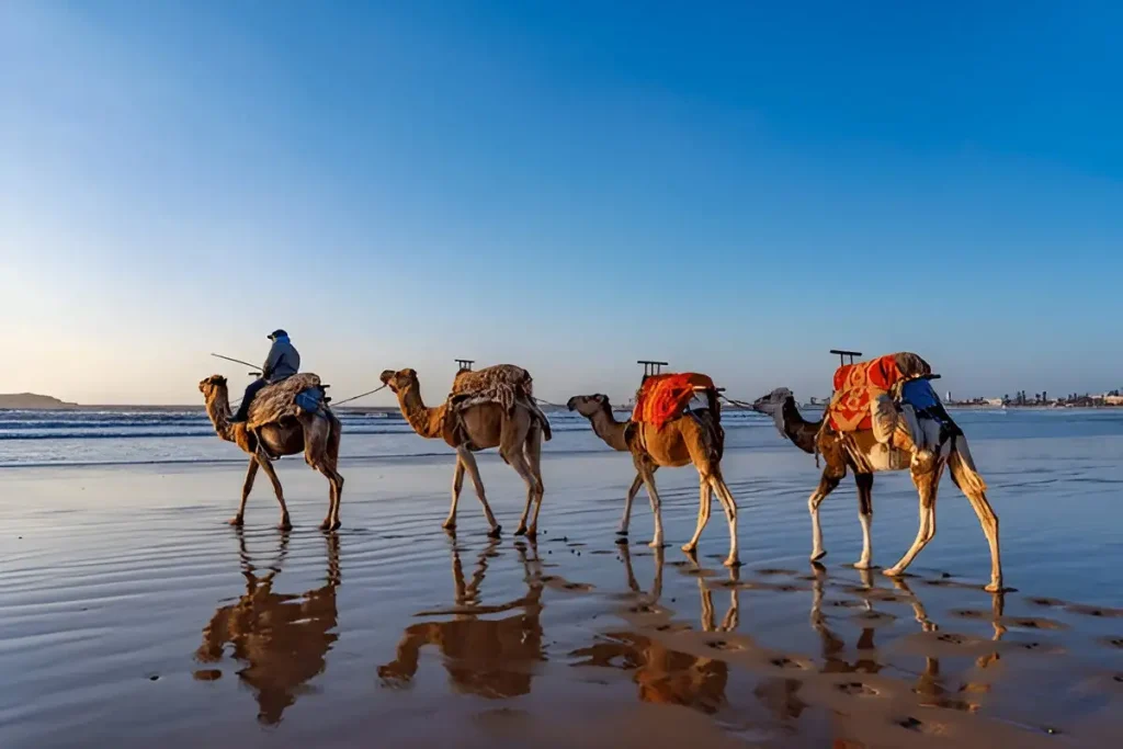 Luxury Morocco Tours: Are They Worth It? Complete Guide to Premium Travel in Morocco